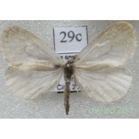 Bijugis bombycella (Denis & Schiffermüller, 1775) Czech29c